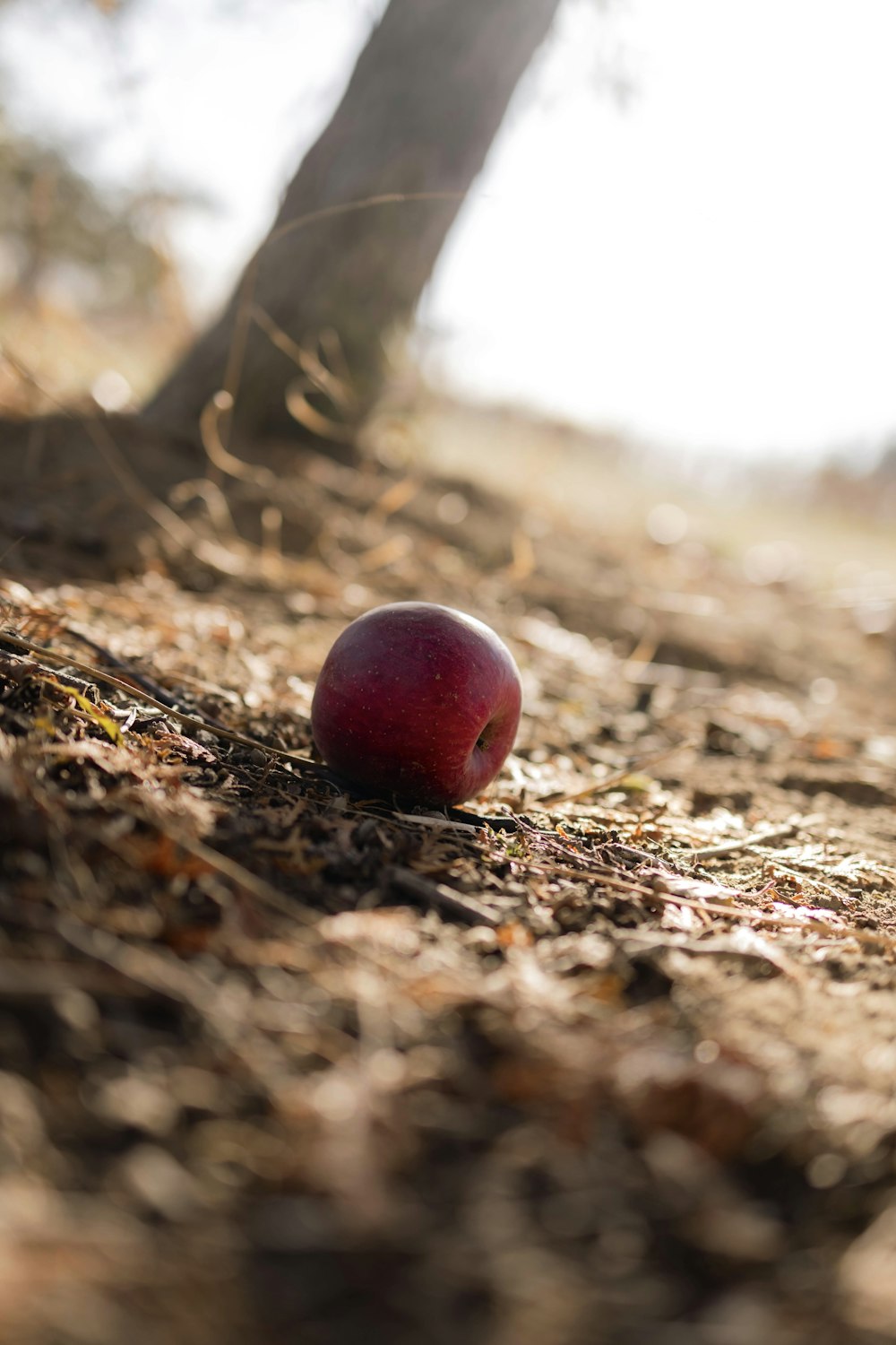 a small red fruit