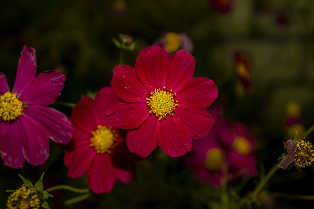 Eine Gruppe von Blumen