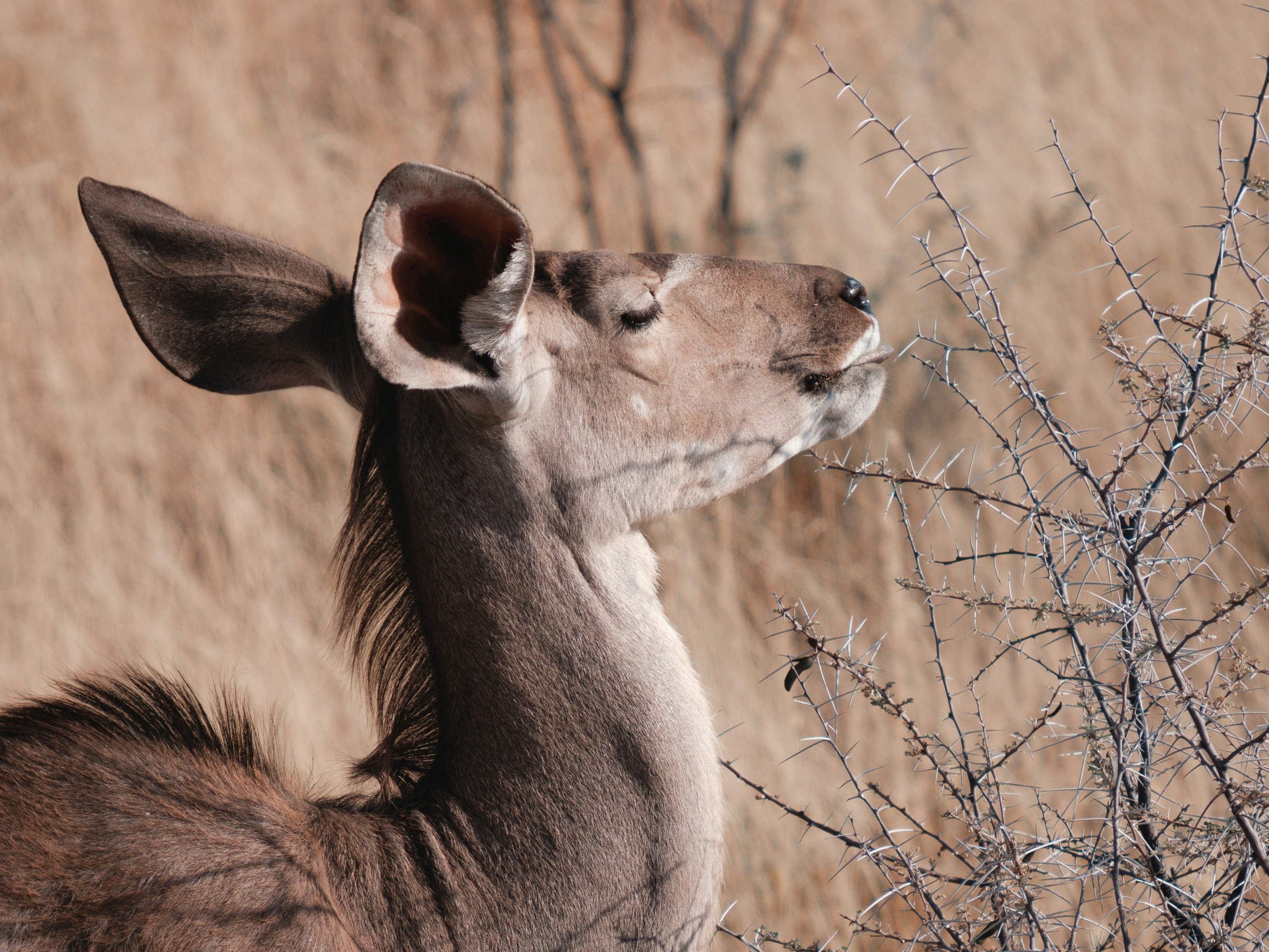 a couple of deer kissing