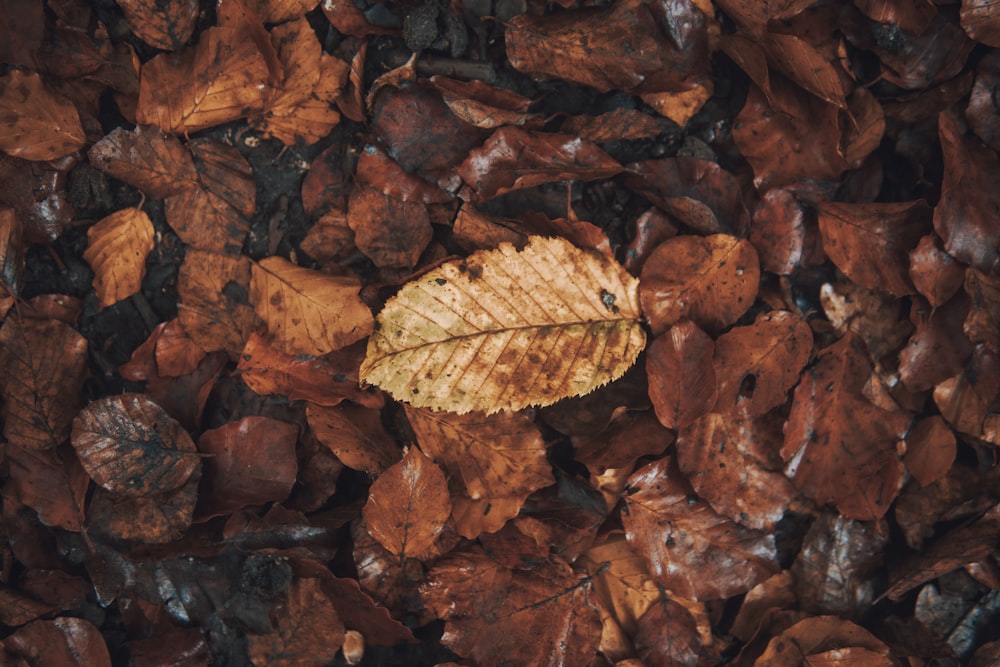 a pile of brown leaves