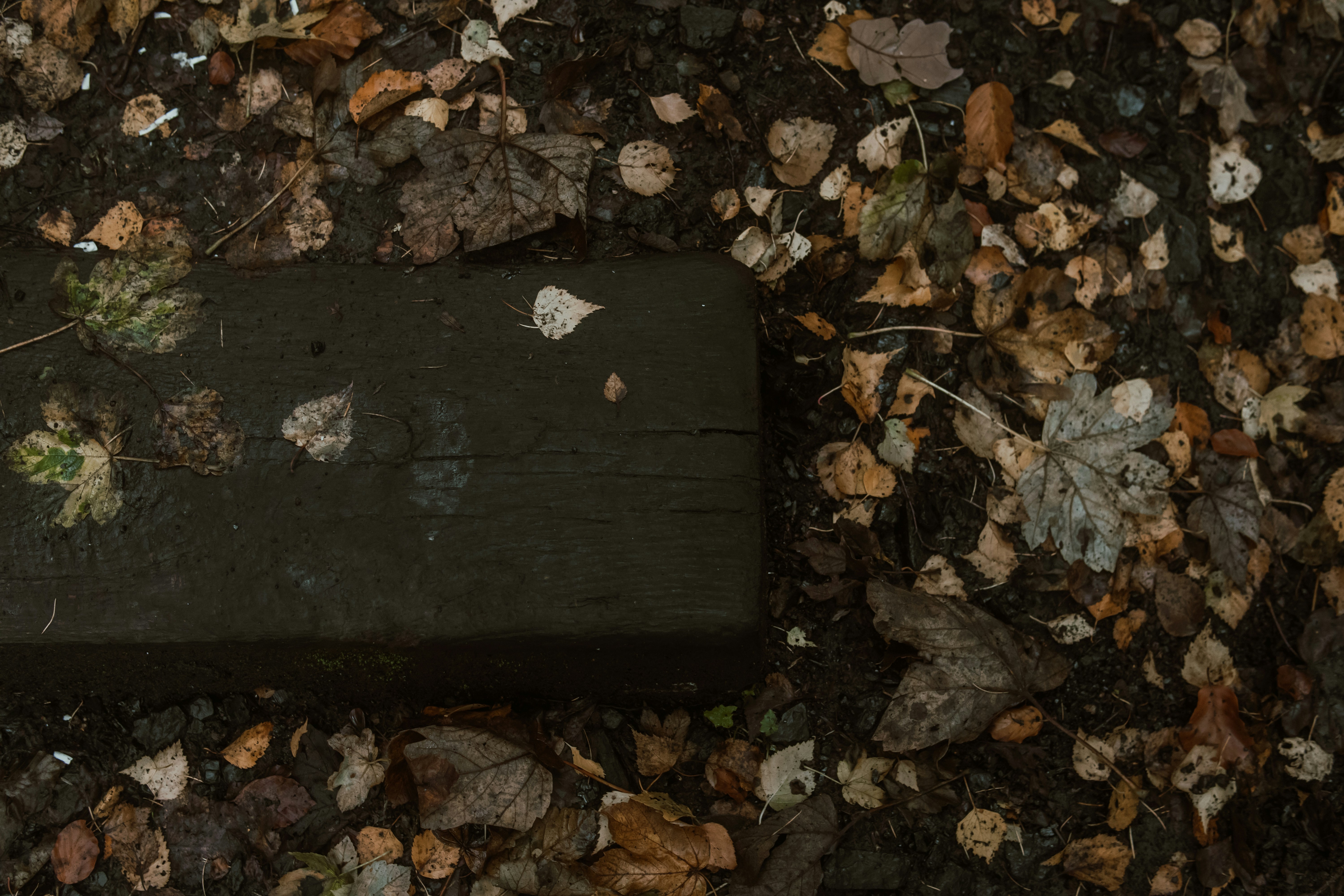 a black rectangular object surrounded by leaves