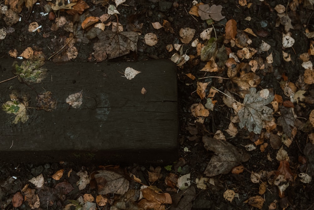 a black rectangular object surrounded by leaves