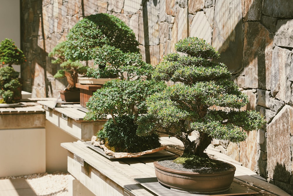 a group of potted trees