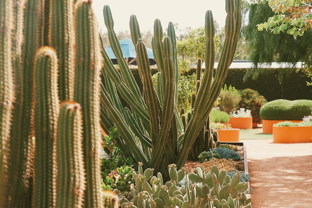 a group of cactus in a garden