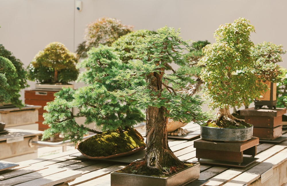 a group of trees in a room