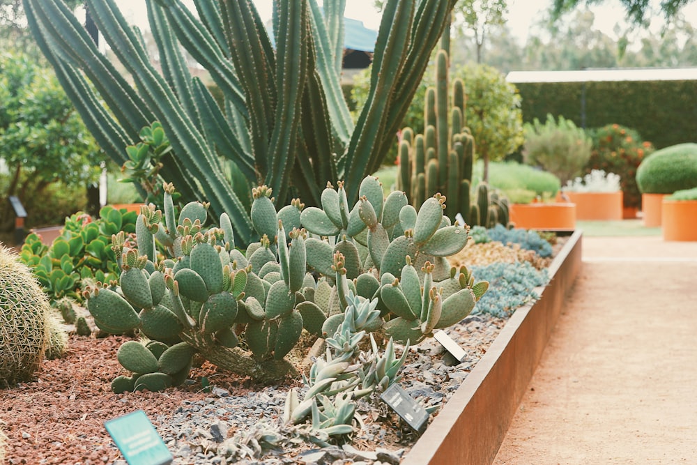 a group of cactus in a garden