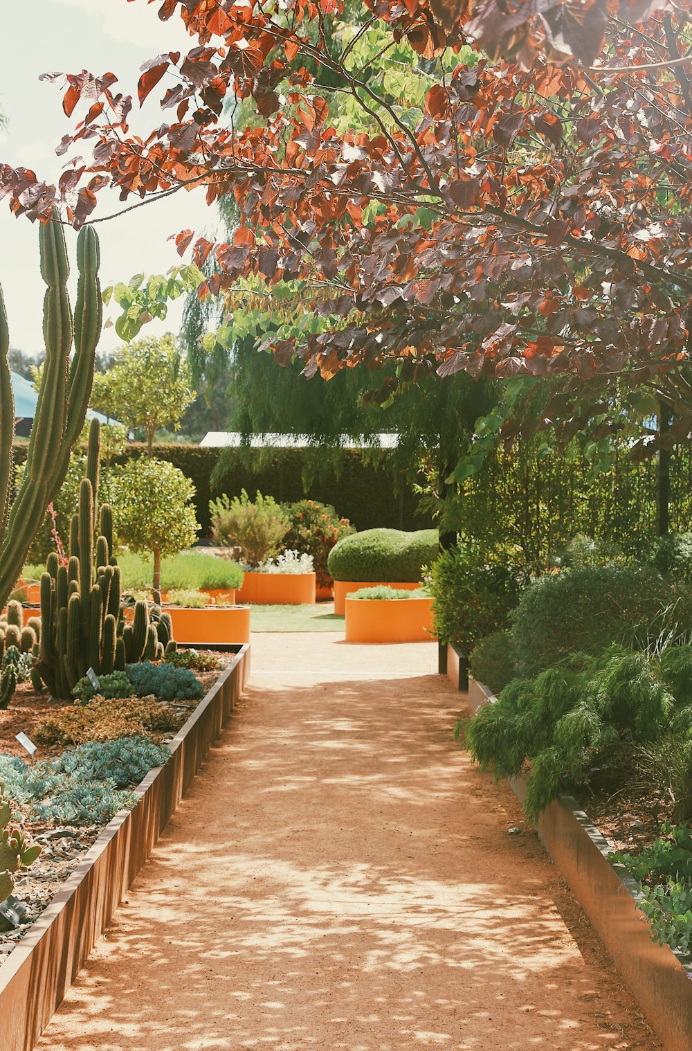 a path with trees and plants on the side