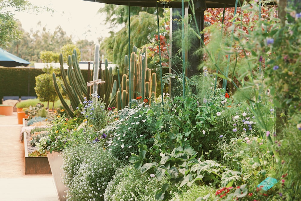 a garden with plants