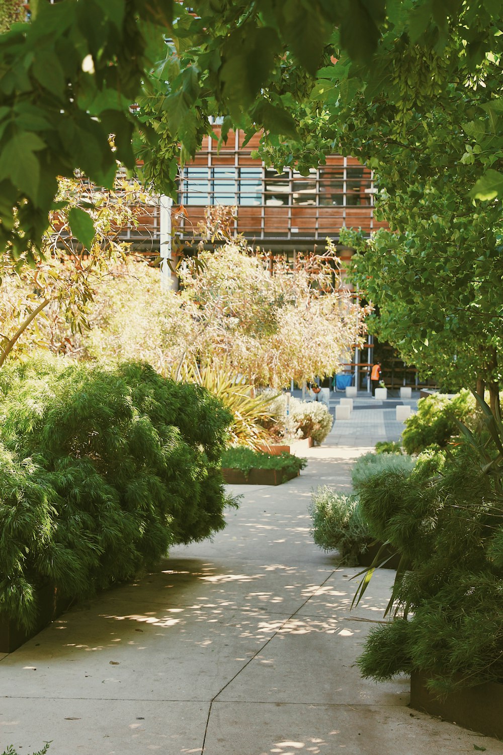 a walkway with trees and plants on the side