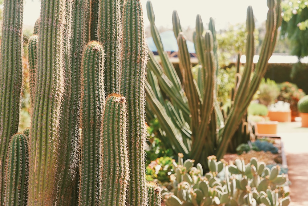 a group of cactus in a room