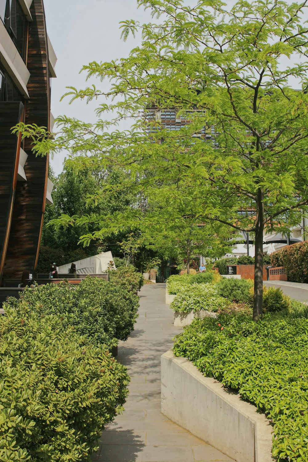 a path with trees and bushes on the side