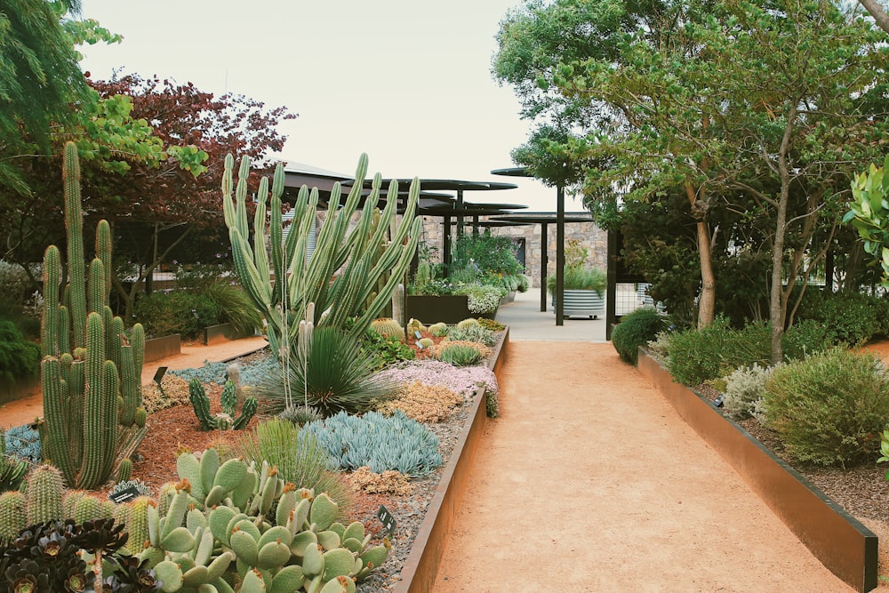 a garden with a walkway and plants