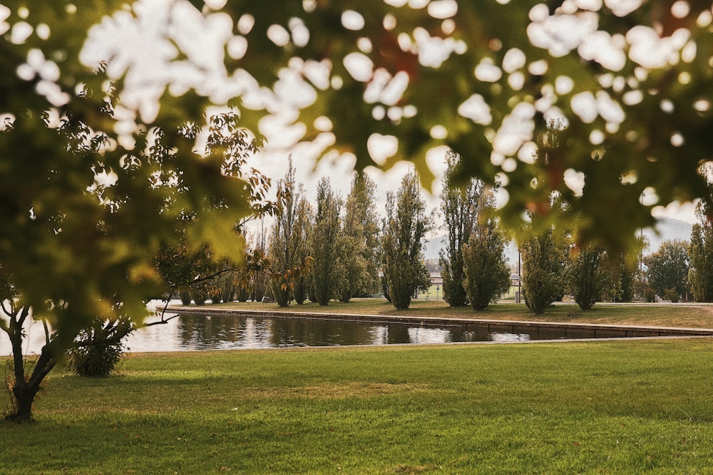 a pond with trees around it