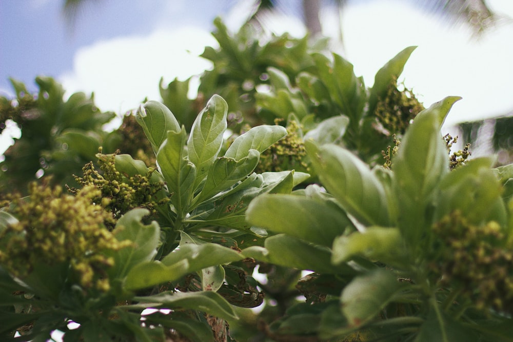 close-up of a green plant