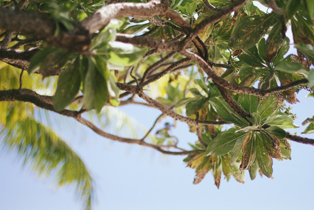 a tree with leaves