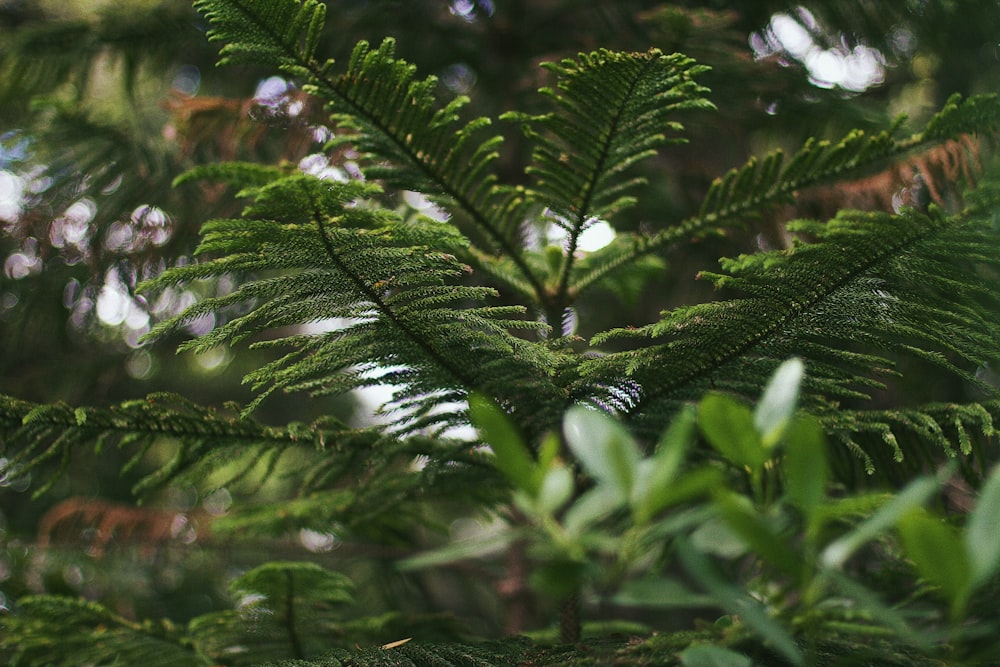 a close-up of some trees