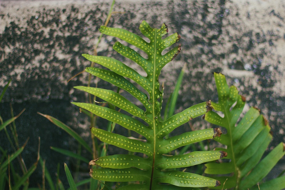 a close-up of a plant