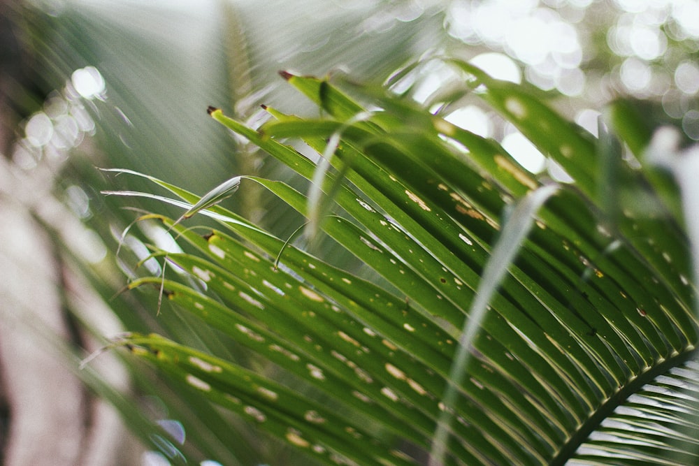 close up of grass