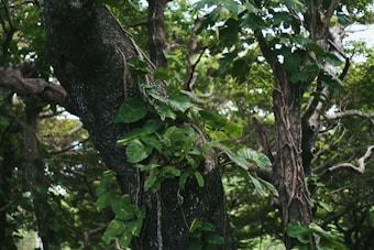 A lush, dense forest scene with large tree trunks covered in green climbing vines and ferns. The trees have thick, textured bark and are surrounded by a canopy of overlapping leafy branches, creating a sense of depth and natural abundance.