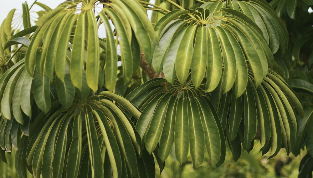 a close up of a plant