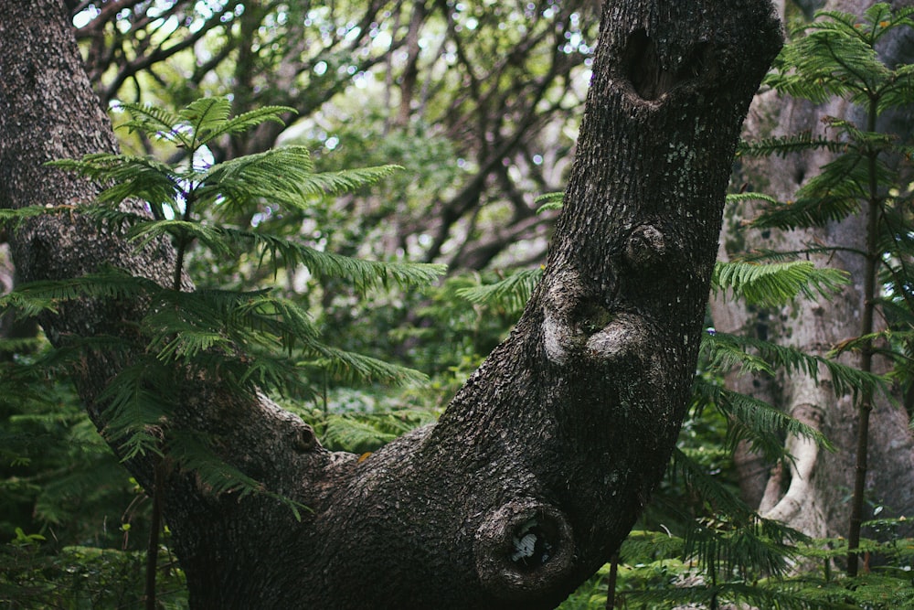 a tree with a large trunk