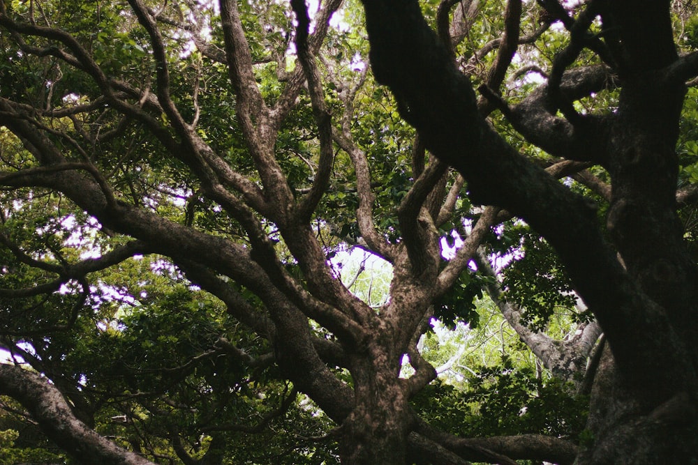 a tree with purple flowers