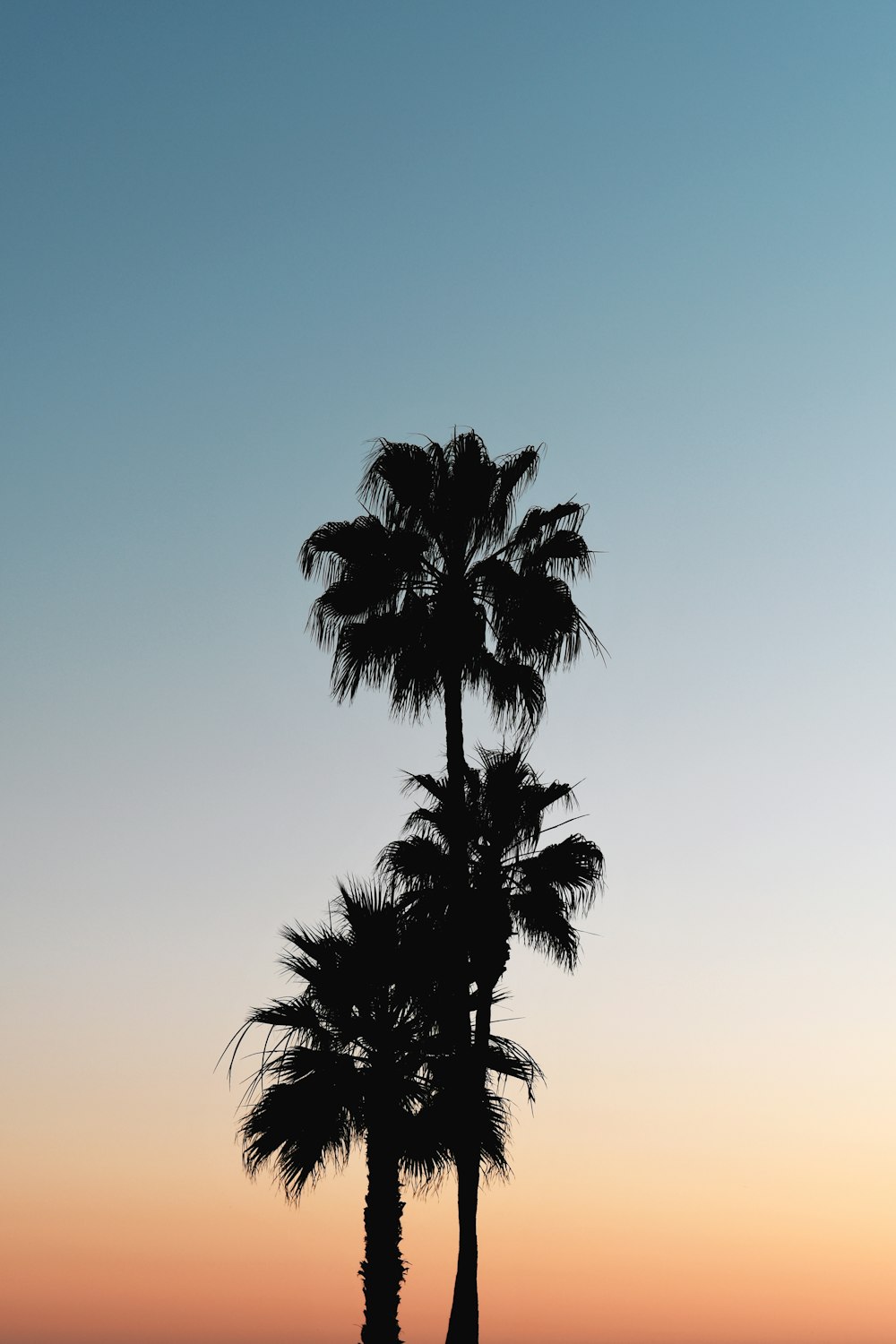 a couple of palm trees