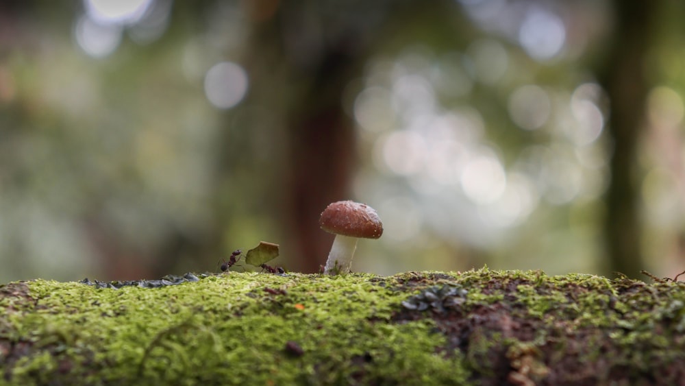 a mushroom growing out of moss