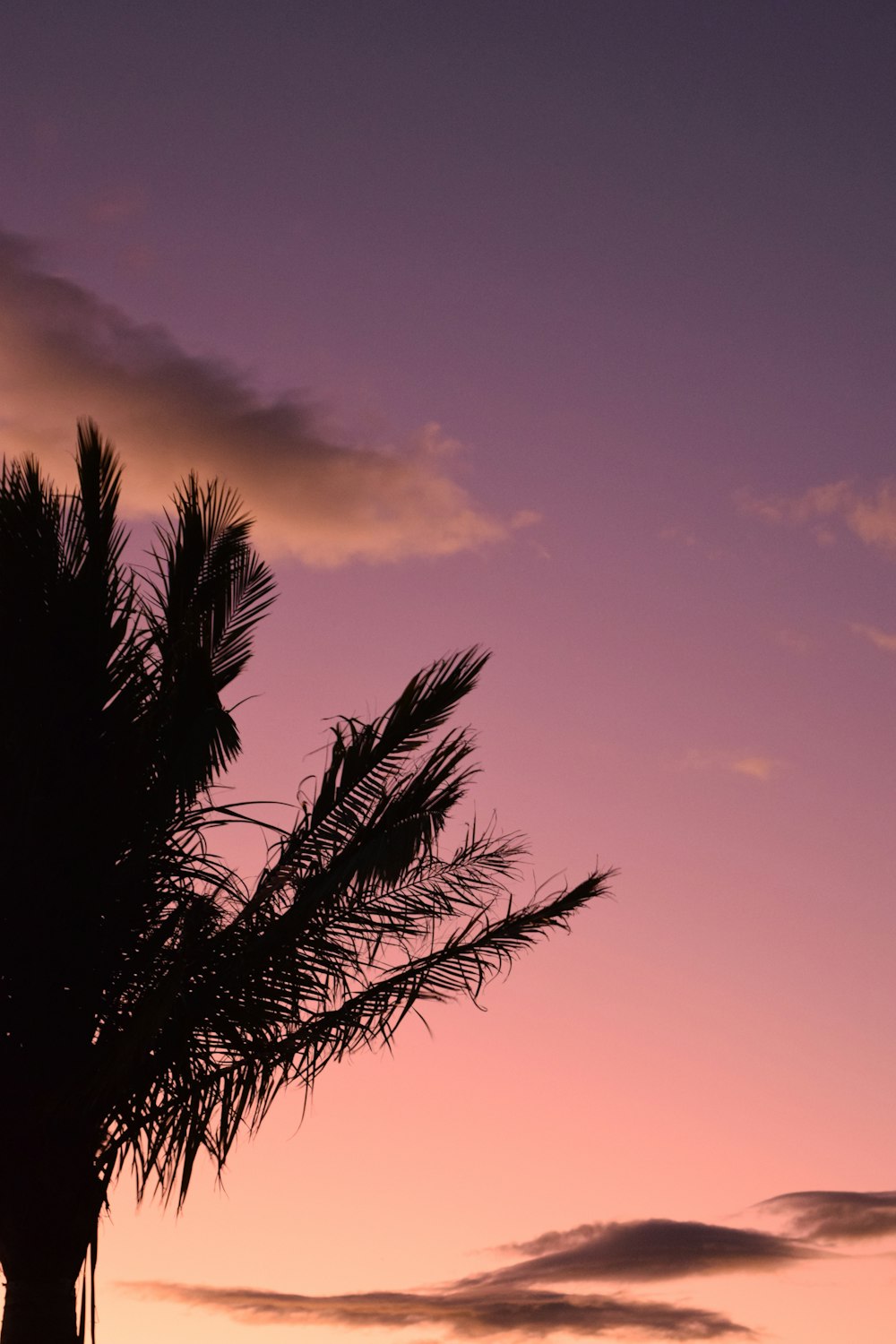 a tree with a pink and purple sky in the background