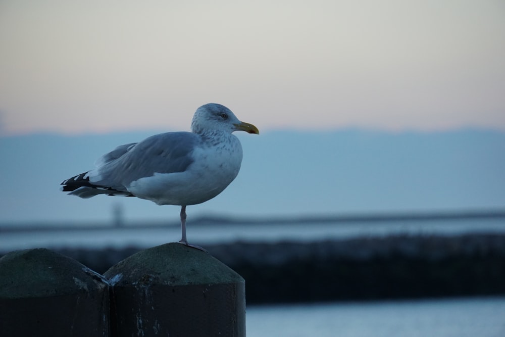 a seagull on a rock