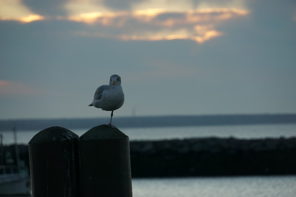 a bird on a post