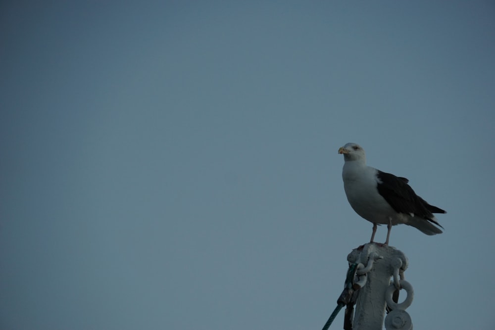 a bird on a post