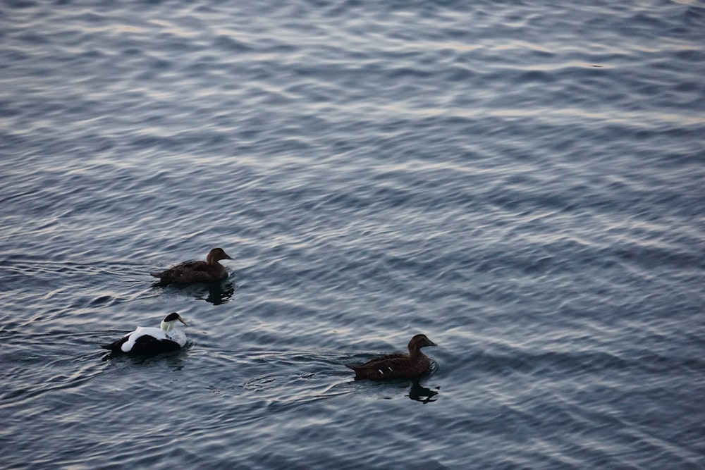 ducks swimming in water