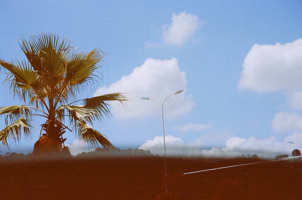 a palm tree and a street light