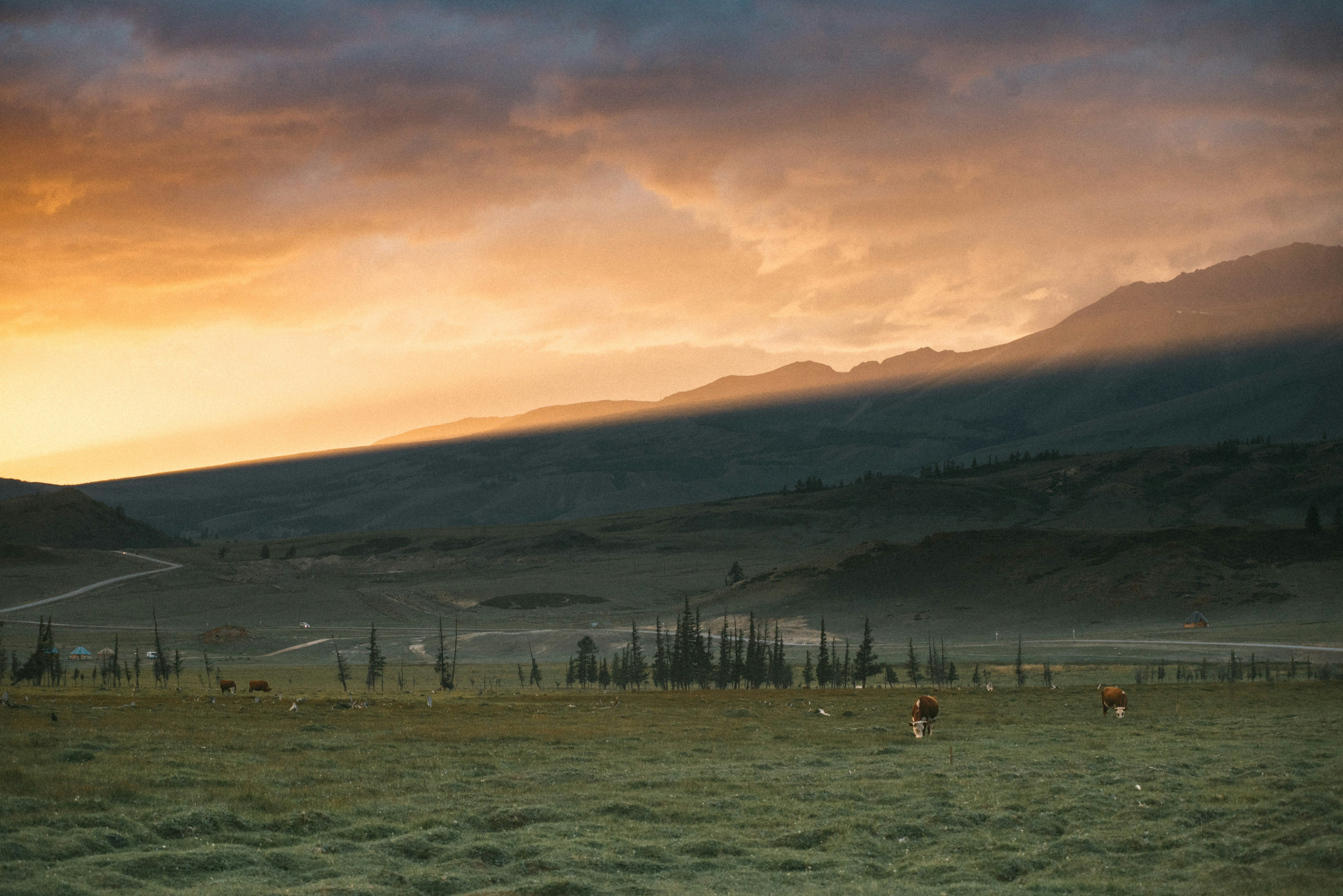 a field with animals in it and mountains in the background