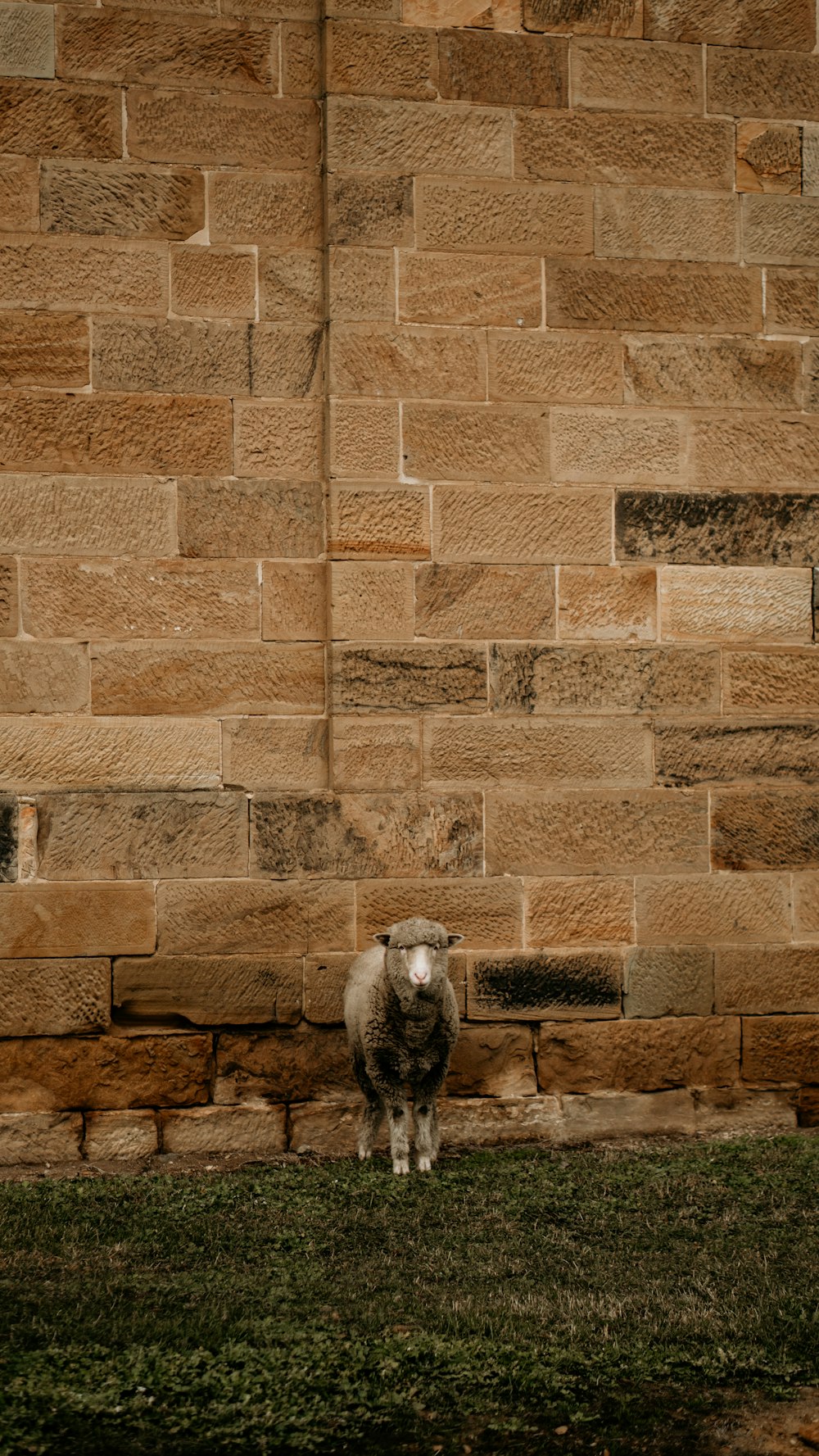 a sheep standing in front of a brick wall