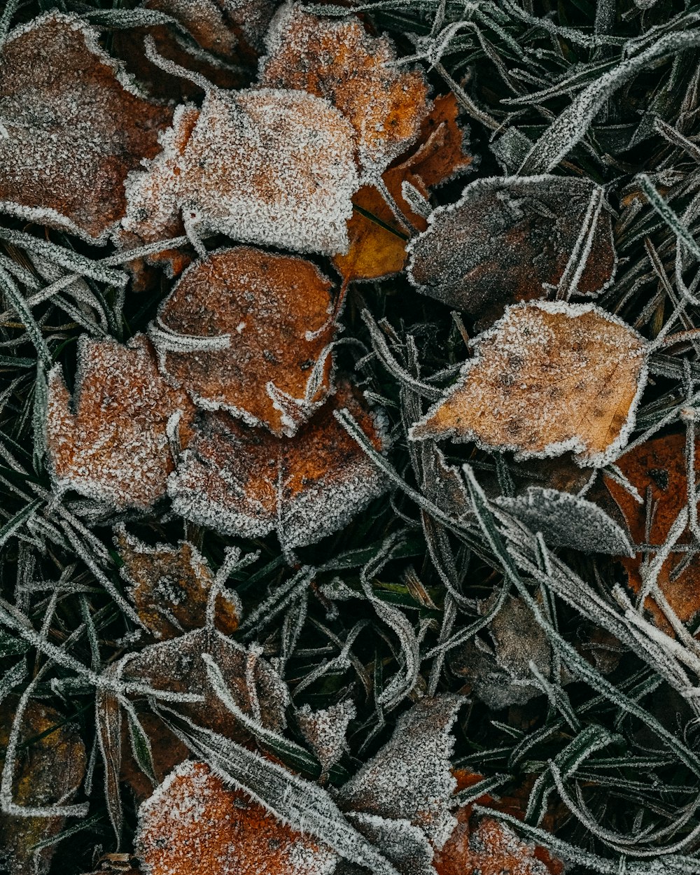 a group of brown leaves