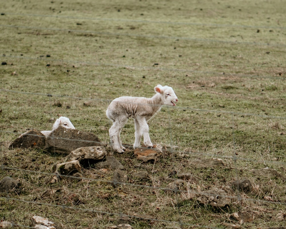 a baby lamb standing on a rock