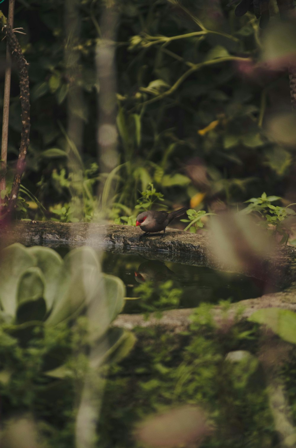 a bird on a branch