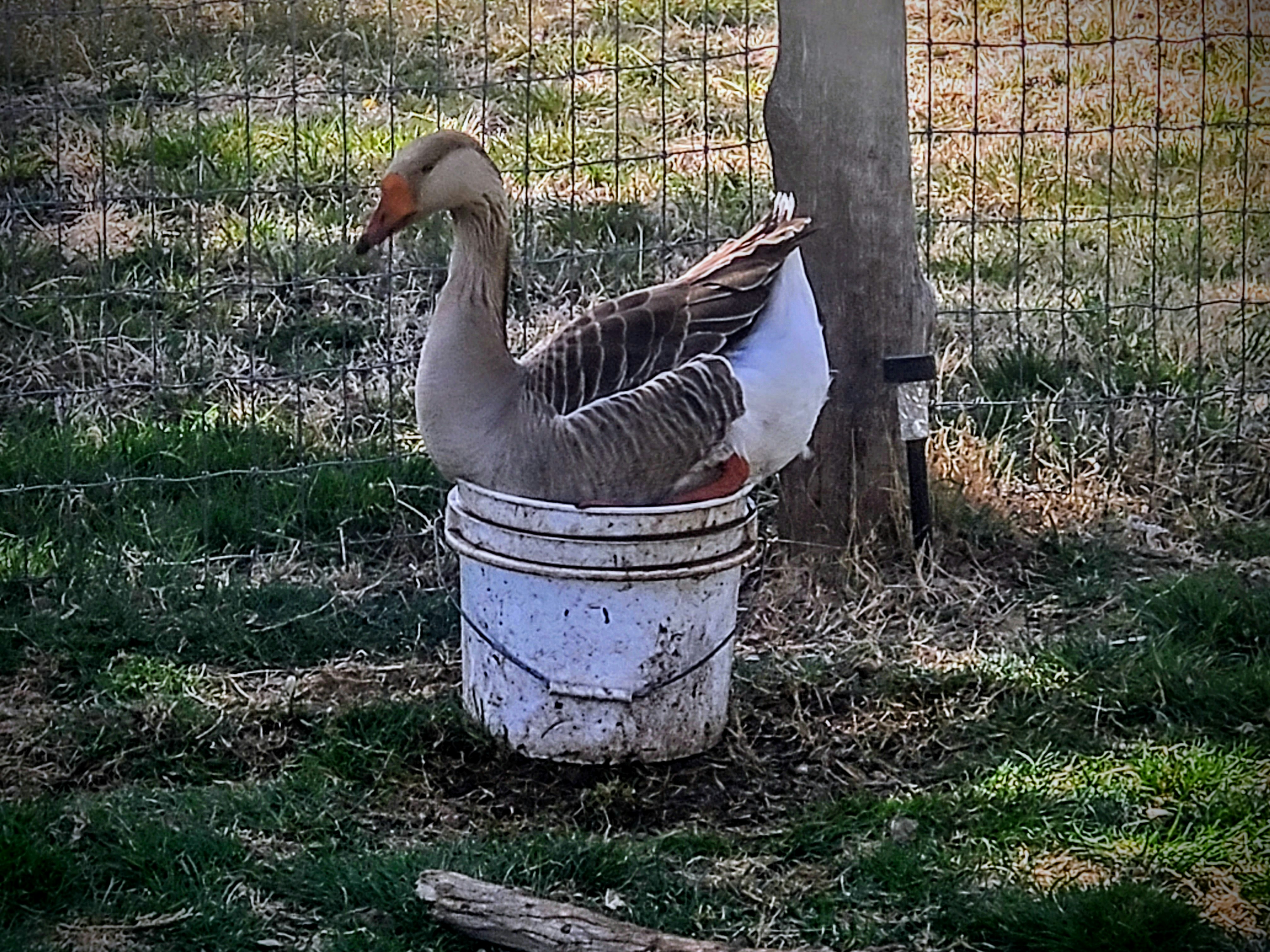 Charlie the gander sitting in a bucket