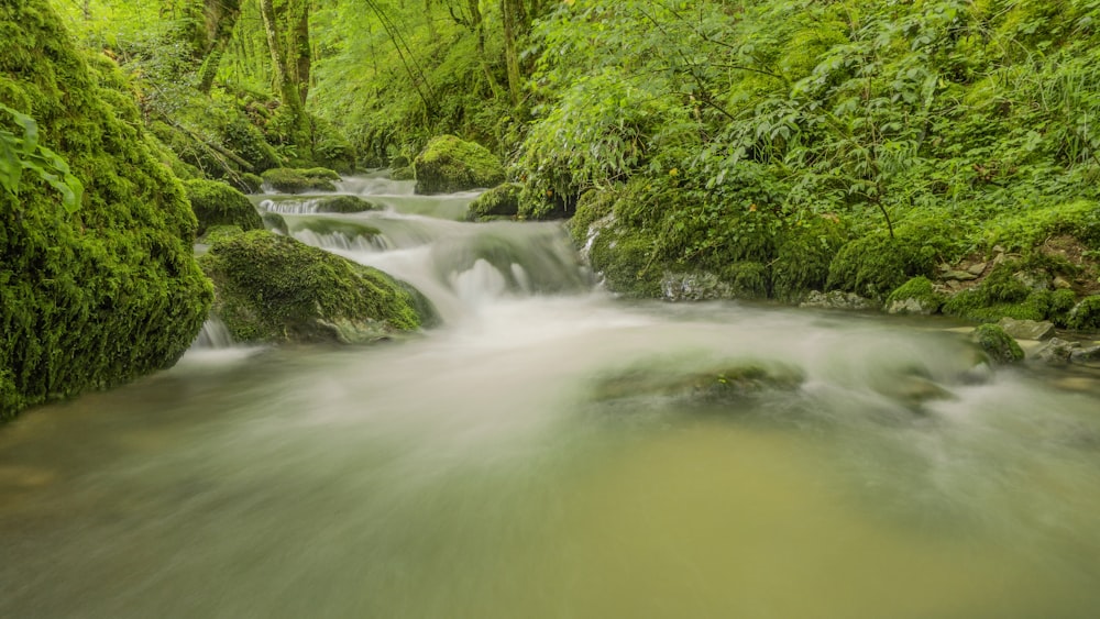 a river with trees on the side