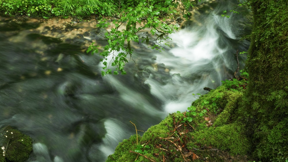 Una cascata in una foresta