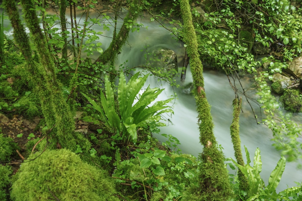 a river with plants and trees