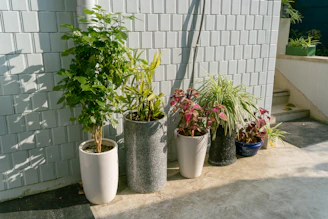 a group of potted plants