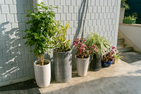 a group of potted plants