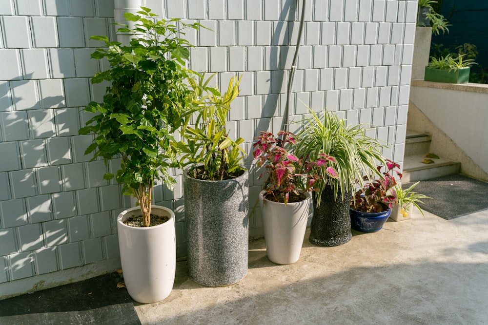 a group of potted plants