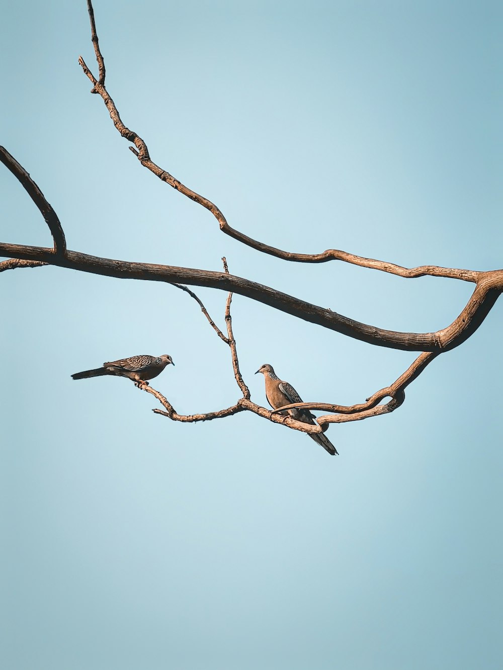 birds sitting on a tree branch