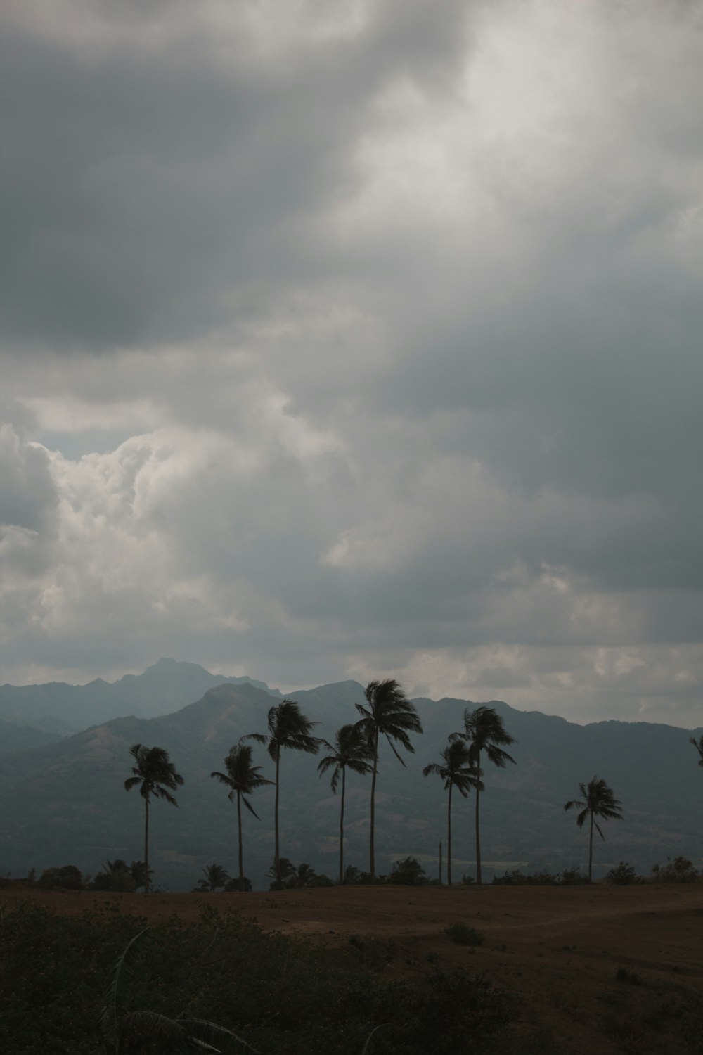 a field with palm trees and mountains in the background