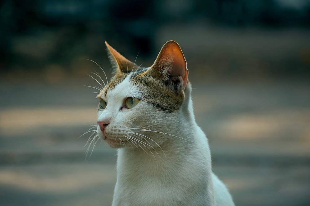 a cat looking at the camera