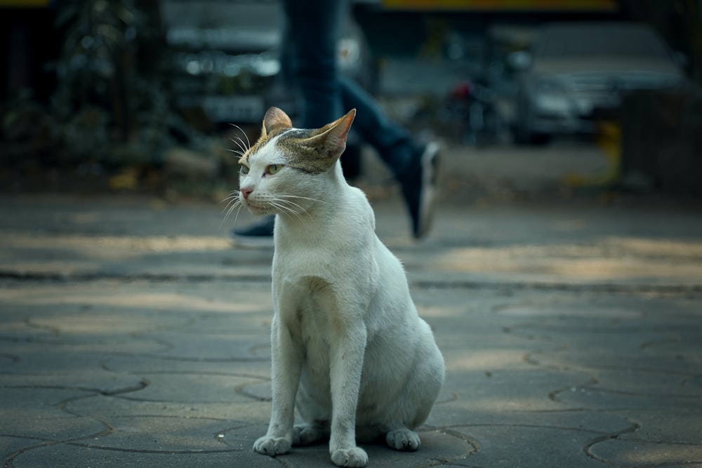 a cat standing on a sidewalk